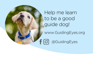 There is a blue and white background with a headshot of a yellow lab puppy looking up with a tilted head and perked ears. The text reads "Help me learn to be a good guide dog! www.guidingeyes.org" @GuidingEyes on Facebook and Instagram